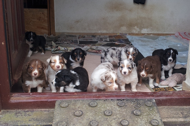 Welpen in der Terrassentuer