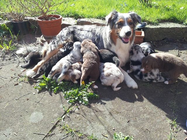 Welpen mit Mama draussen