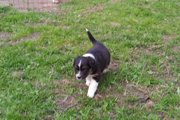 Ella