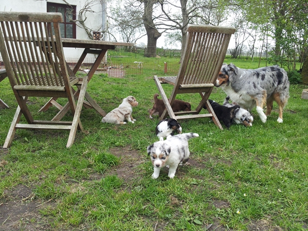 Welpen in der Terrassentuer