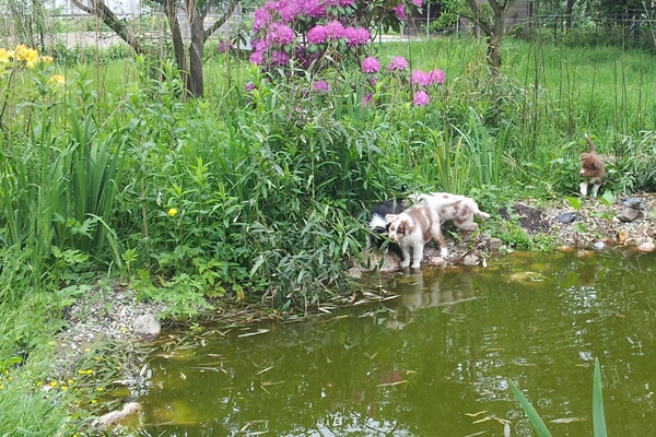 Am Teich