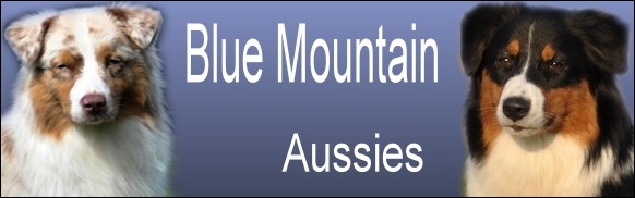 Blue Mountain Aussies