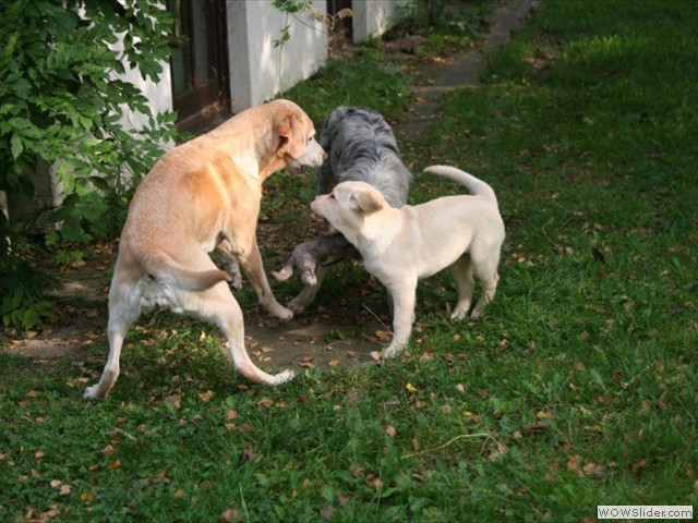 Ellie, Merle und Ms Marple