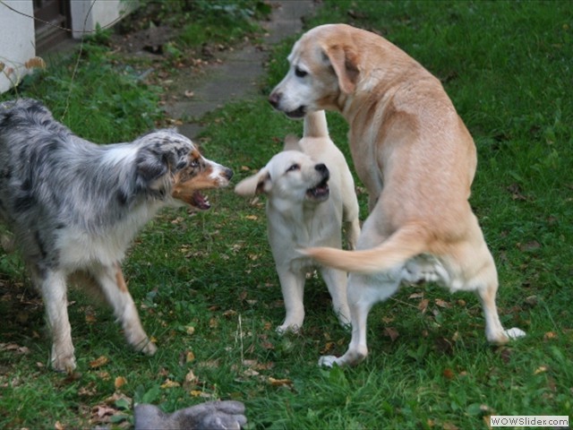 Ellie, Merle, Ms Marple 