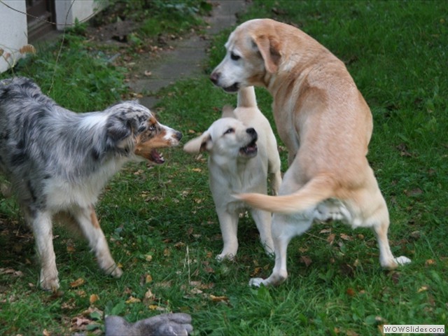 Ellie, Merle, Ms Marple 